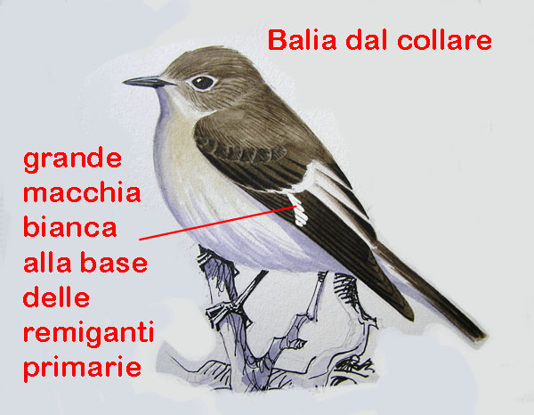 Balie a confronto-Disegni